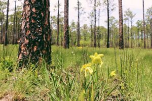 A green pitcher plant flower and blackened longleaf pine trunks in the back.