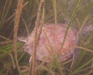 Sea turtle in Long Island Sound