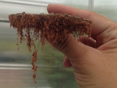A hand holding up a piece of crusty soil with stringy roots hanging down.