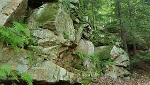 Ferns and evergreens in and alongside a steep sandstone cliff.