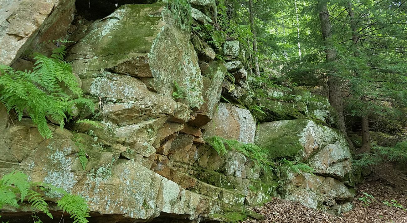 Ferns and evergreens in and alongside a steep sandstone cliff.
