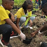 Young kids plant mangrove seedlings as part of a community habitat restoration effort.