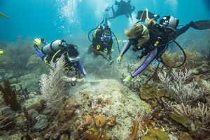 How Science and Innovation Can Save Caribbean Coral Reefs | TNC