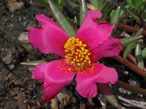 A bright magenta flower with yellow center.
