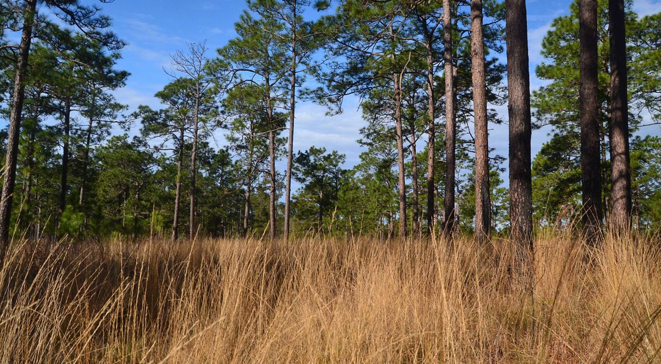 a long leaf pine forest in tall grass.