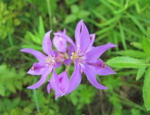 Pink-purple flowers bloom atop a stem.