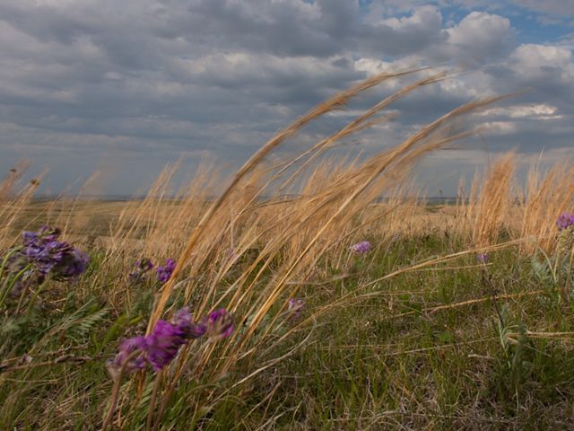 Closeup of prairie grasses blowing in the wind in a vast prairie.