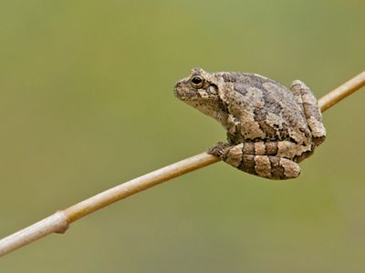 Gray tree frog balancing on a limb, preparing for the jump into the Blue River.