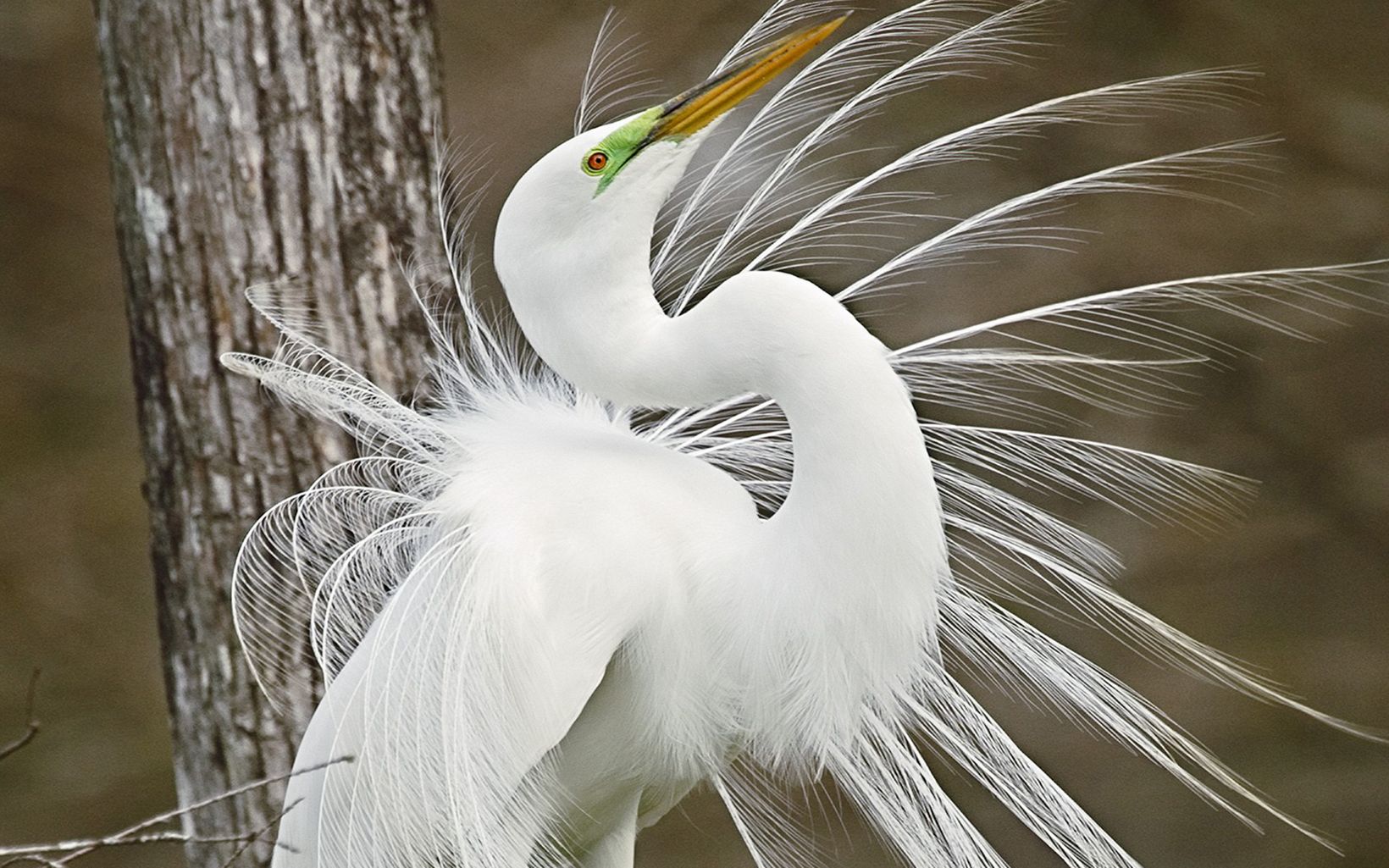 A white bird displays showy feathers.