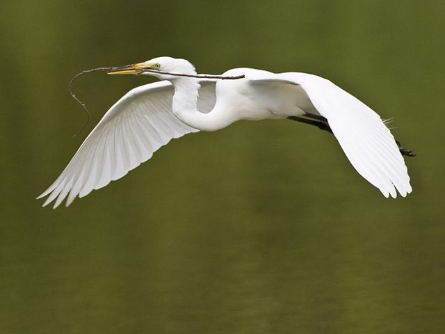 A great egret (Ardea alba) in flight