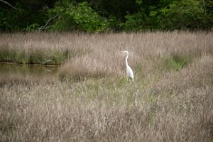 A white bird rests in a grassy wetland.
