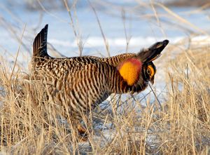 Greater Prairie Chicken
