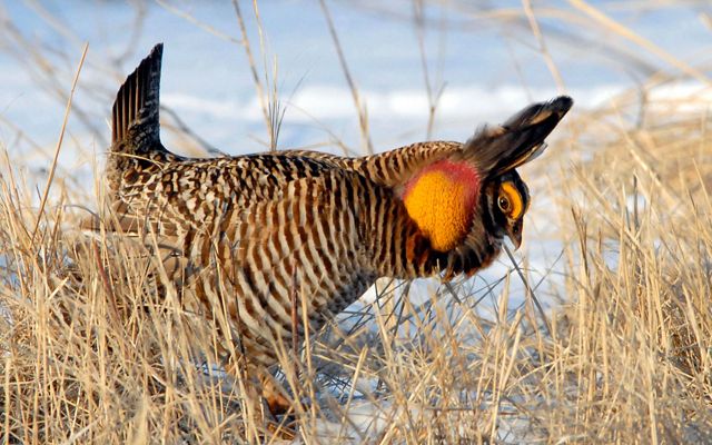 Greater prairie chicken with its airsacs inflated in a courtship display.