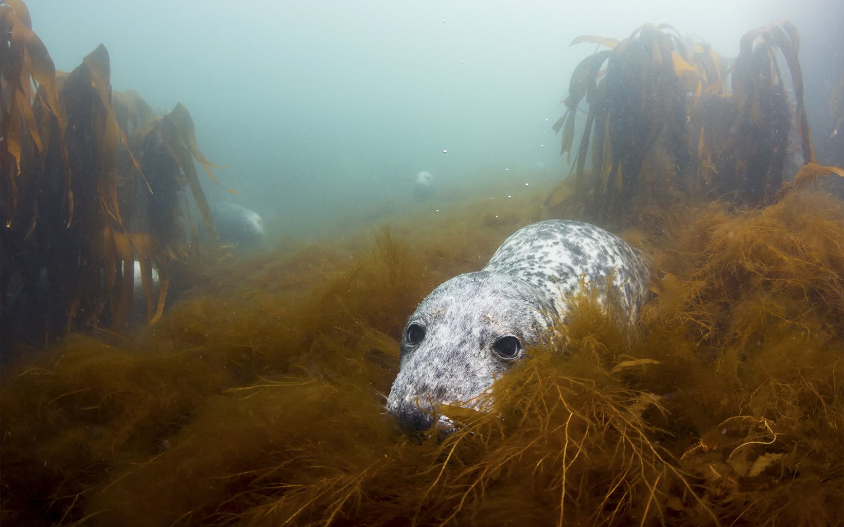 A group of grey seals get some rest in a soft bed of algae.