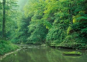 A still creek surrounded by lush green forest. 
