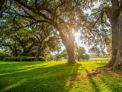 The sun shines through a stand of large trees with thick tree trunks.