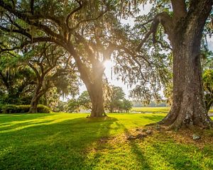 The sun shines through a stand of large trees with thick tree trunks.