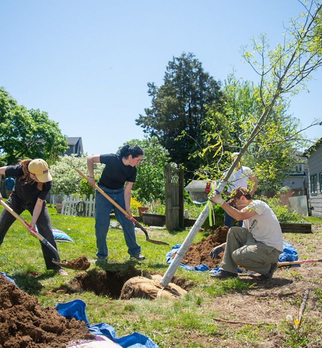A group of people prepare a space for a new tree.