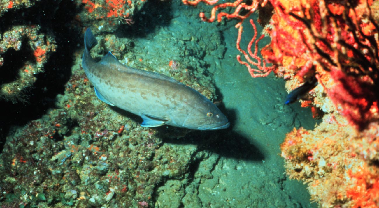 A blue-ish colored fish swims over a sea floor covered with rocks and sand.