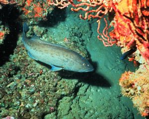 A blue-ish fish swims in calm water.