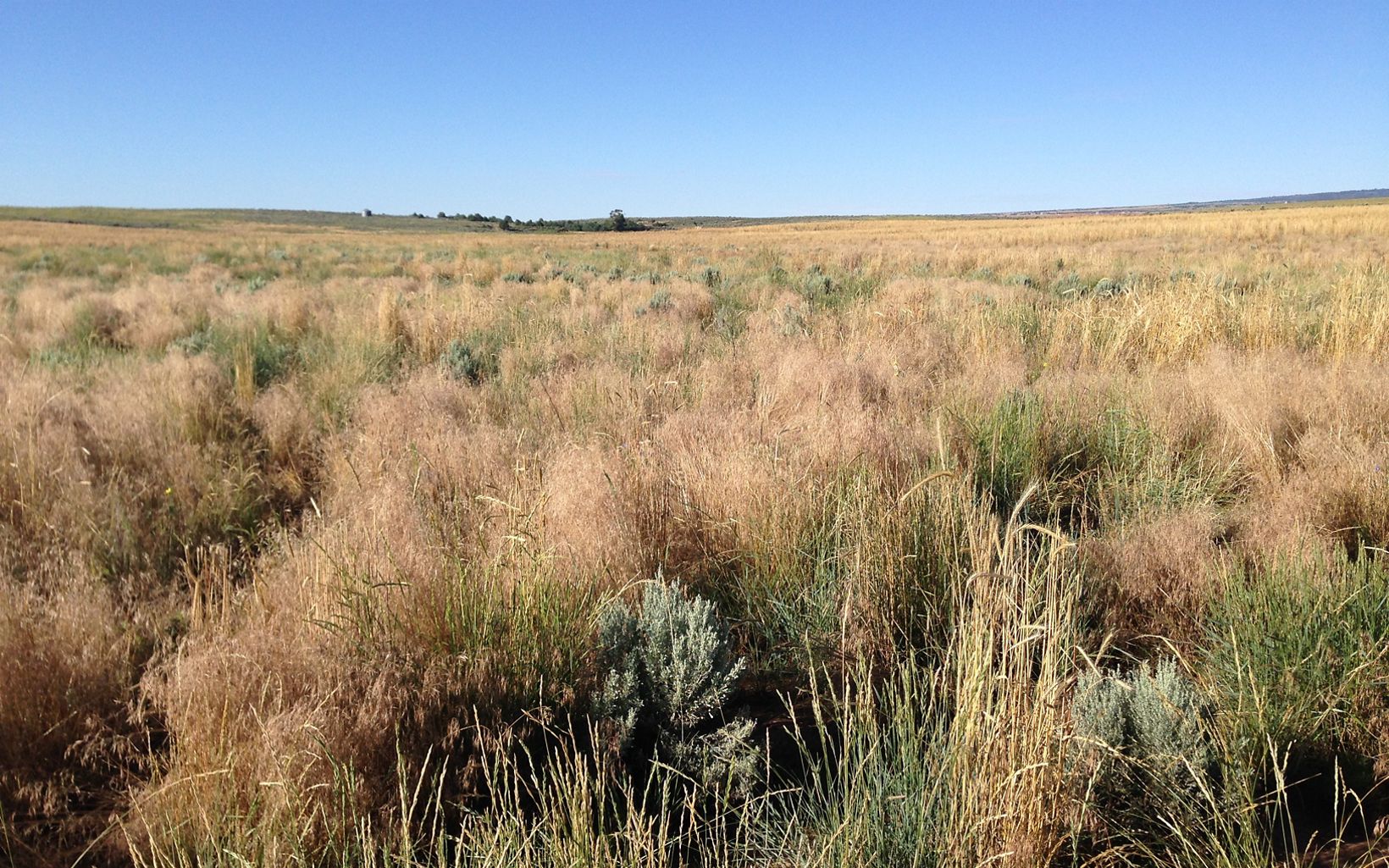 The preserve is situated within the core of Utah’s remaining sagebrush shrublands. 