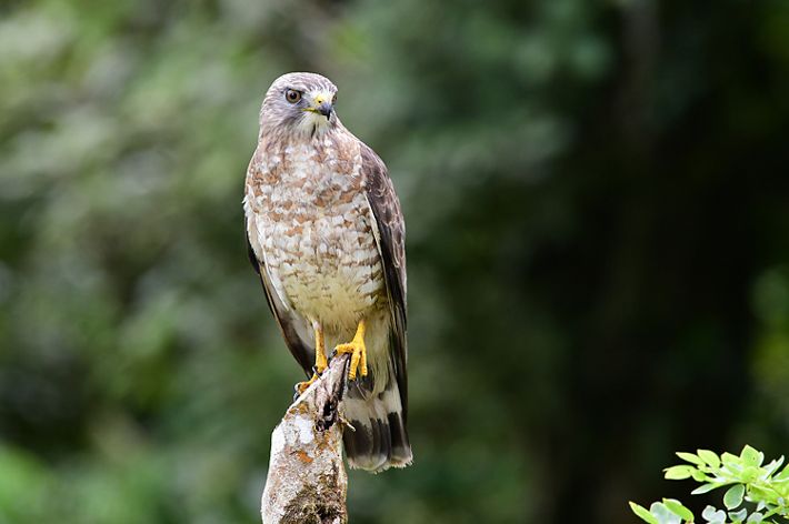 A brown and white hawk with yellow talons sits on a tree stump.