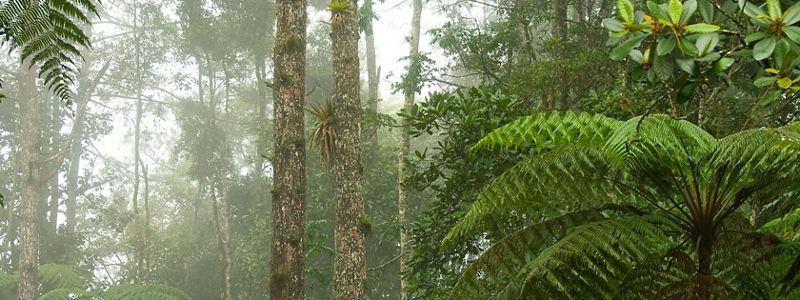 Forest in Guatemala