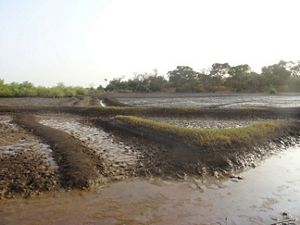 Brown muddy earth with seedlings.