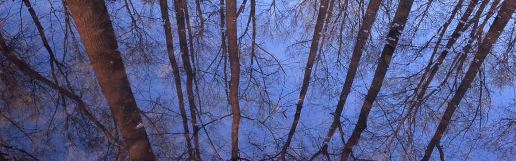 Reflections of mostly leafless trees in still water.