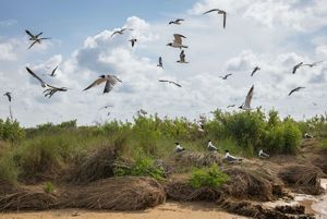Shore birds fly over a coastal landscape.