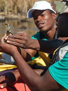 Two young men in kayaks looking at a crab.