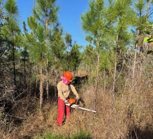 A person wearing an orange helmet uses a chainsaw to cut a branch.