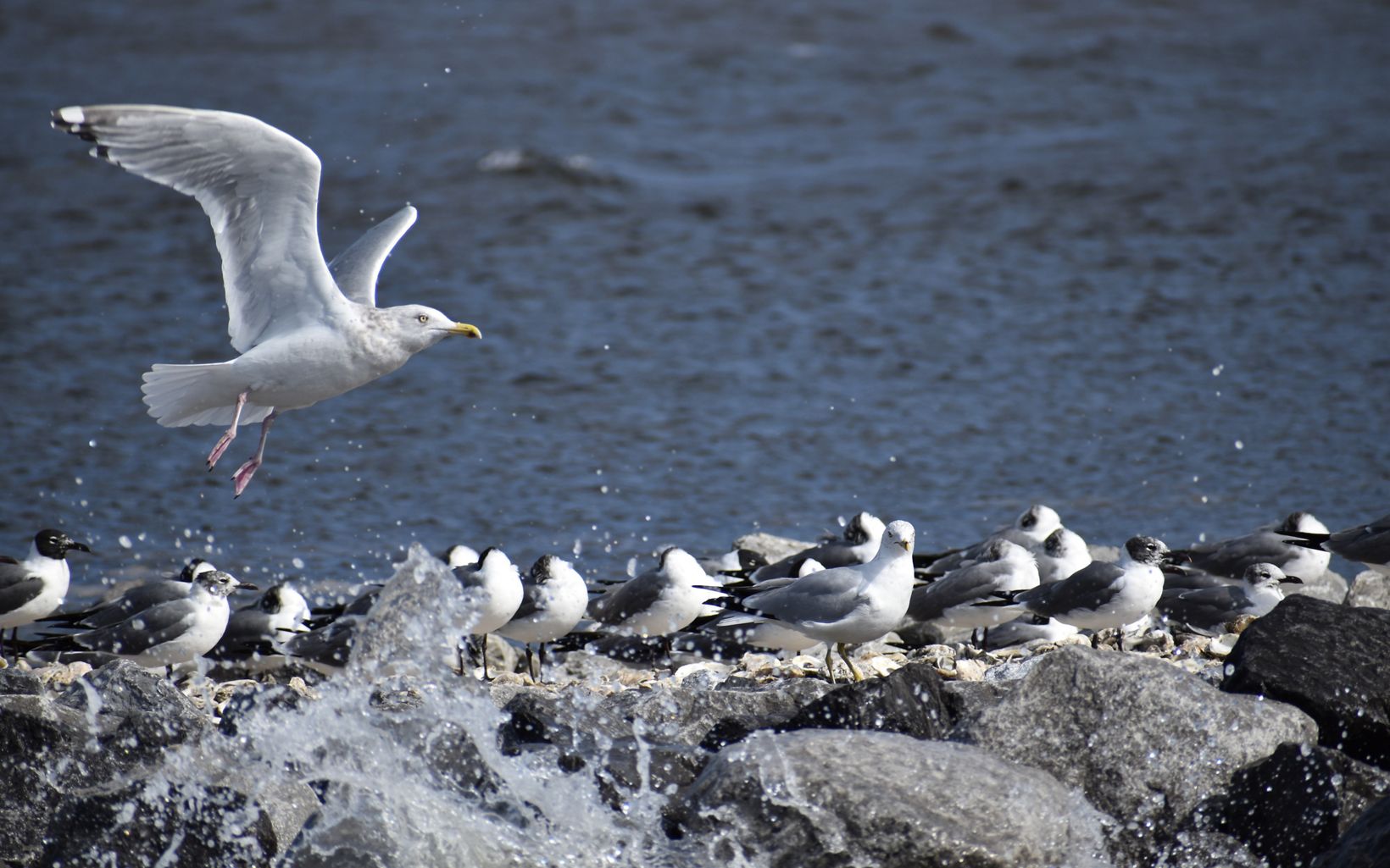 A sea gull lands on a newly-constructed oyster reef along with many sea gulls perched on the reef.