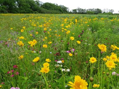A wildflower field has yellow, pink and white flowers growing among tall grasses.