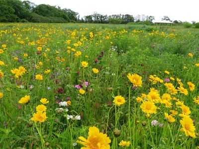 Wildflowers growing in a field.