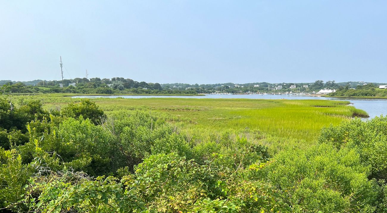 Grass salt marsh grasses in summer separated from town center by a narrow pond.