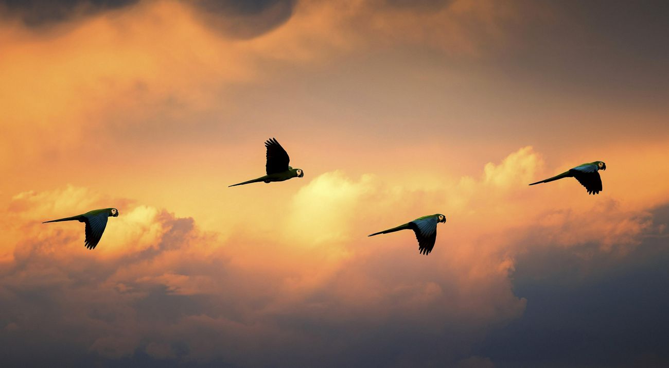 four macaws in flight