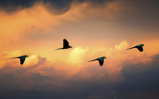 four birds macaws flying over the Ucayali River in the Peruvian Amazon with clouds in the background.