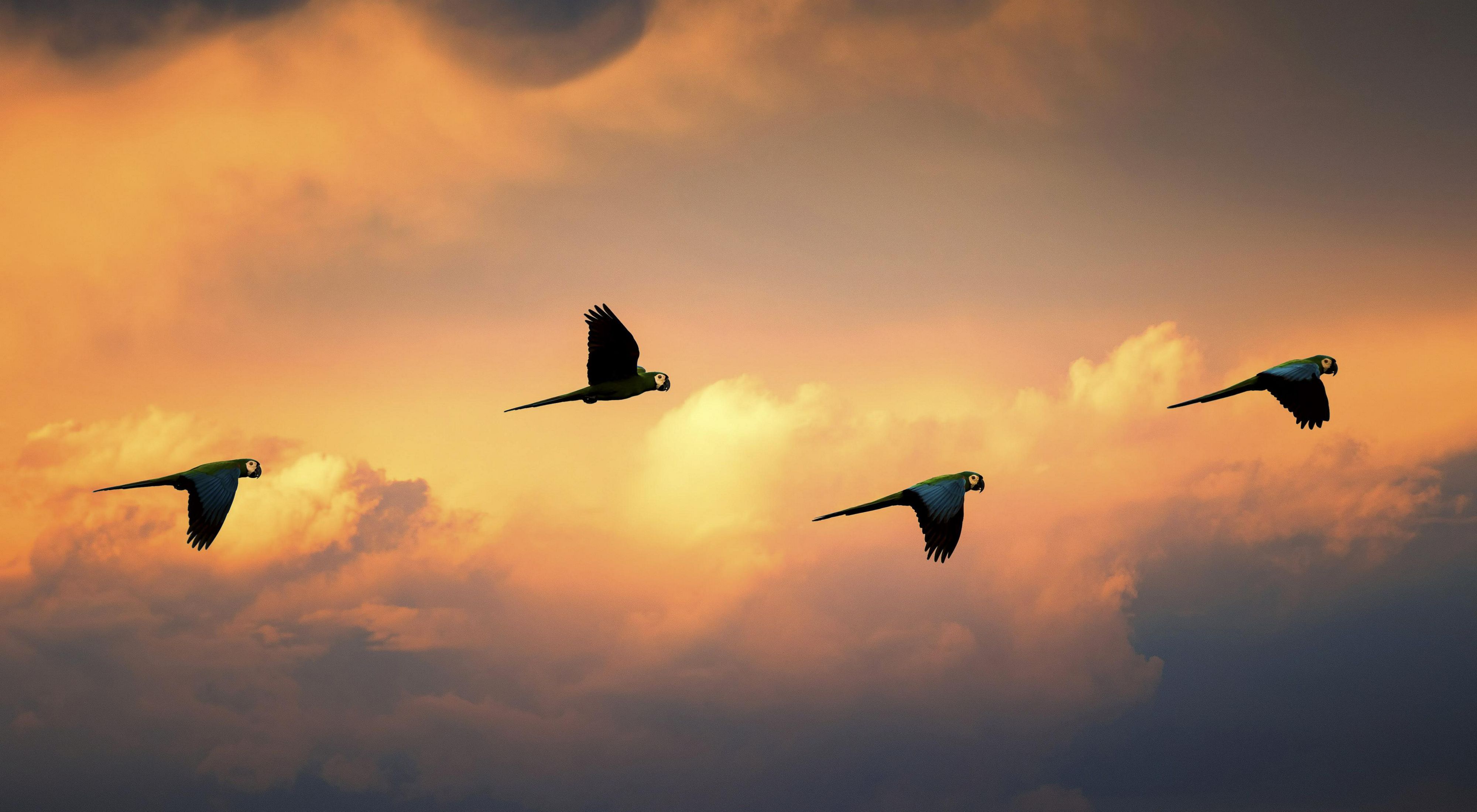 four macaws in flight