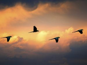 four macaws in flight