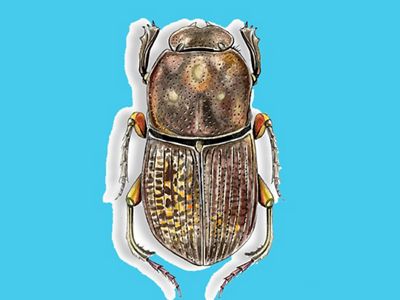 Son dispersores de semillas, descomponedores de la materia orgánica y ayudan a la aireación y fertilización del suelo. Se registraron en La Guajira y Meta.