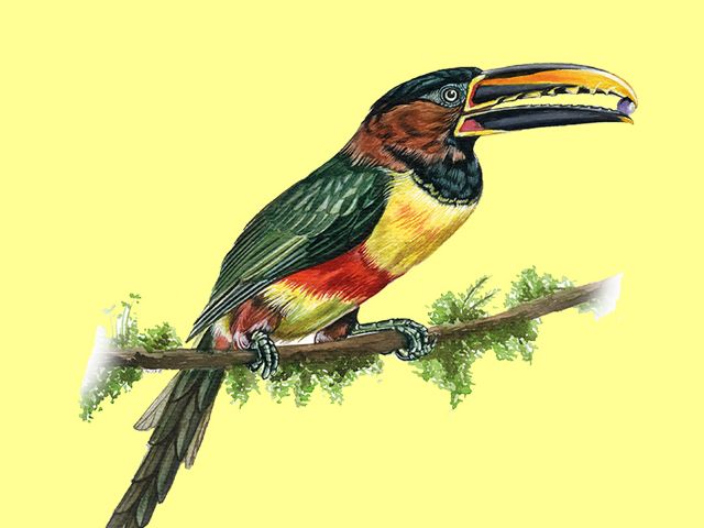 Illustration of a toucan from Colombia, with black feathers and yellow beak.