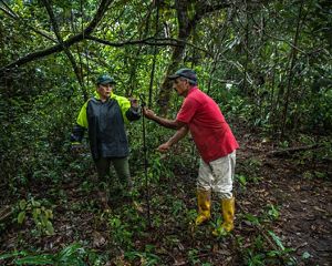 Blanca Raquel aisla las áreas de pastoreo de los bosques instalando cercas eléctricas y así evitar que sus vacas traspasen los ecosistemas sanos de su finca.