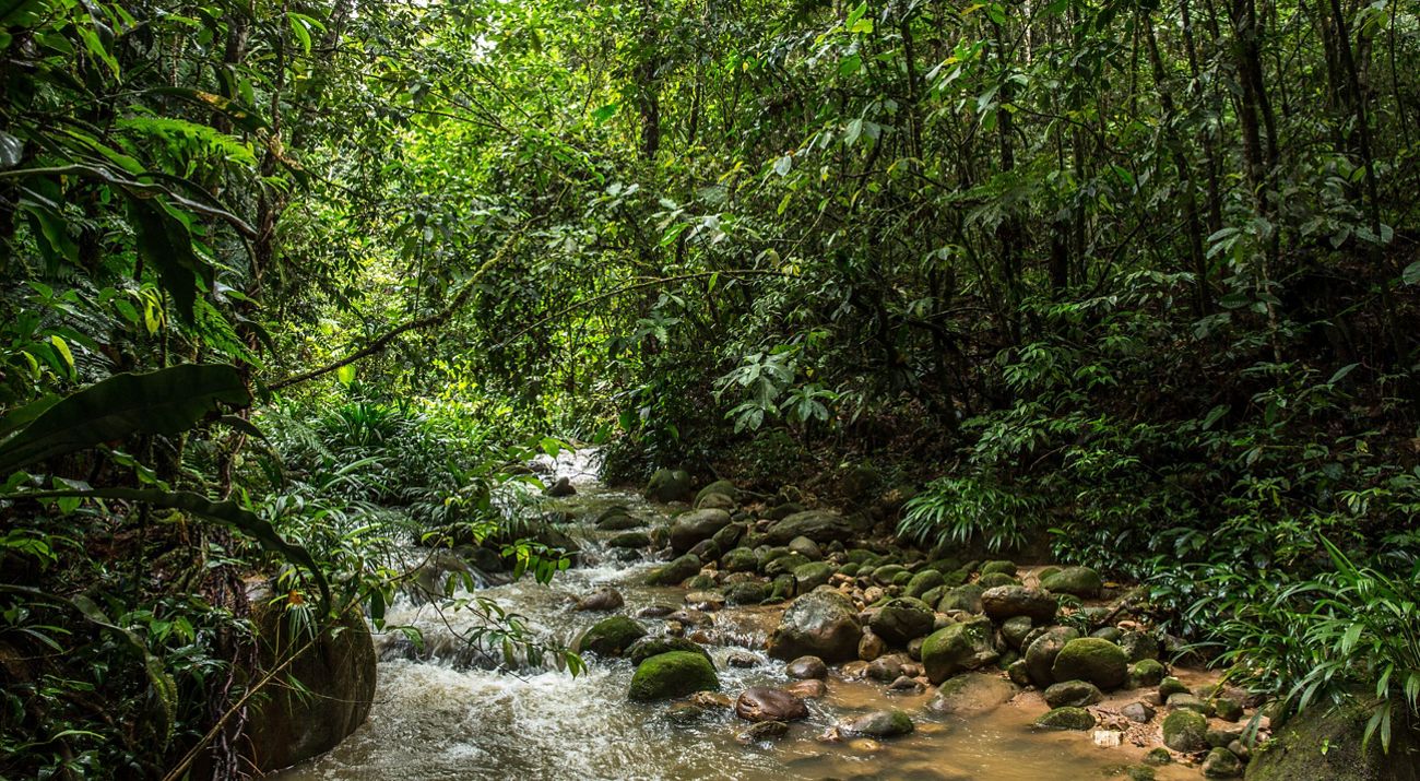 Proteger los nacimientos de la región más poblada de la Orinoquia colombiana