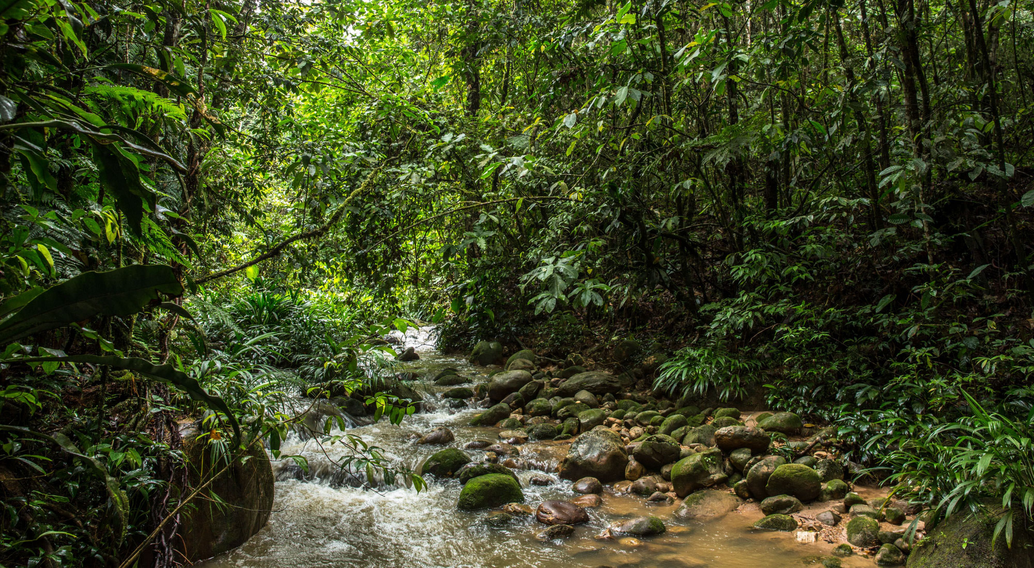 Proteger los nacimientos de la región más poblada de la Orinoquia colombiana