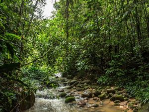 A small stream flows freely inside a well preserved forest in rural areas of Acacías, Colombia 