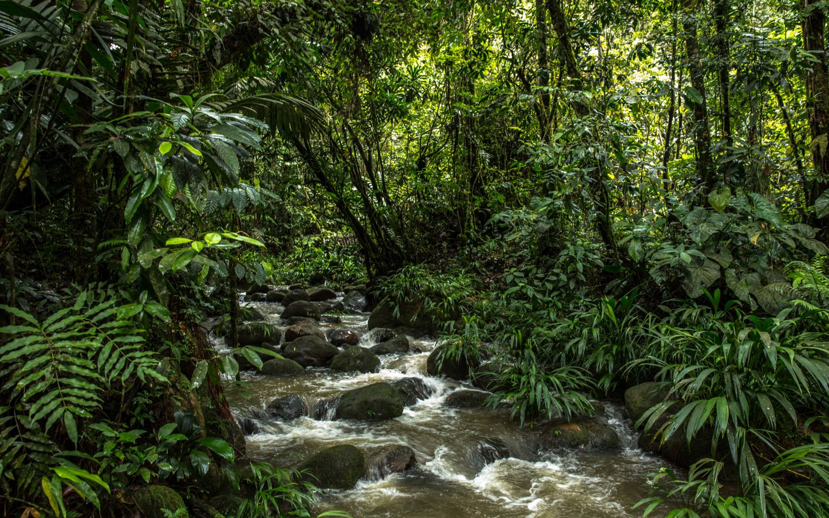 
                
                  Conservar produciendo Blanca Raquel tiene muy claro que proteger la naturaleza es el mejor negocio posible, y que es una buena alternativa a largo plazo para los productores de escasos recursos.
                  © TNC Colombia
                
              