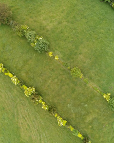 Este predio ganadero en Quindío, Colombia, divide sus áreas con cercas vivas, planificando el suelo que aprovechará de manera responsable. Imagen de dron de monitoreo.