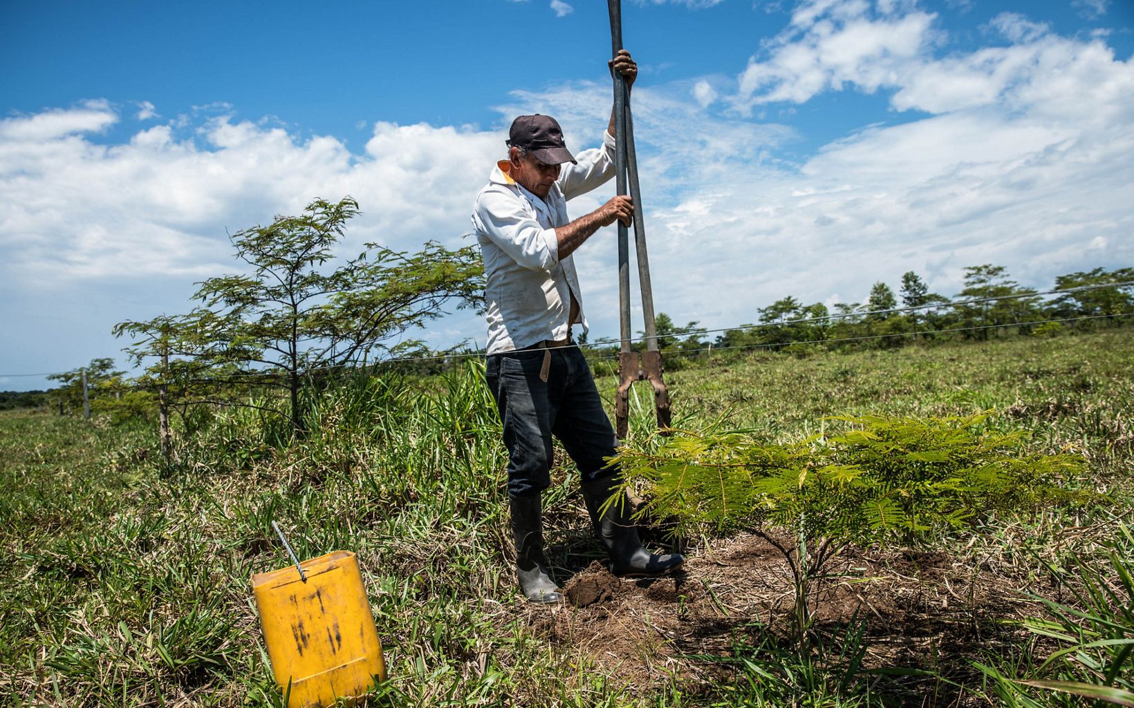 Paso a paso La primera medida de Edilson fue plantar cercas vivas, uno de los arreglos de sistemas silvopastoriles diseñados para proteger el ganado. Los resultados fueron muy exitosos. © TNC Colombia