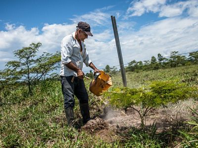 La primera medida de Edilson fue plantar cercas vivas, uno de los arreglos de sistemas silvopastoriles diseñados para proteger el ganado. Los resultados fueron muy exitosos.